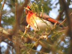 Anaplectes rubriceps