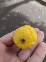 Eugenia pyriformis