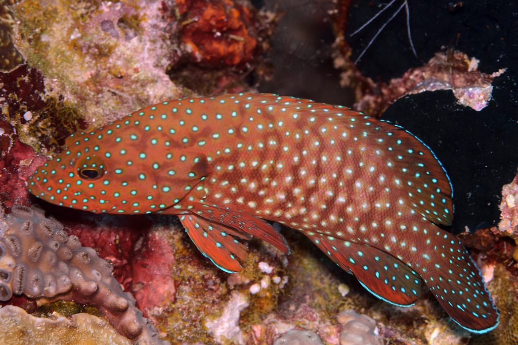 Bommie Cod