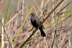 Agelaius phoeniceus californicus