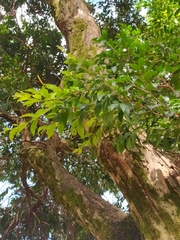Eugenia pyriformis