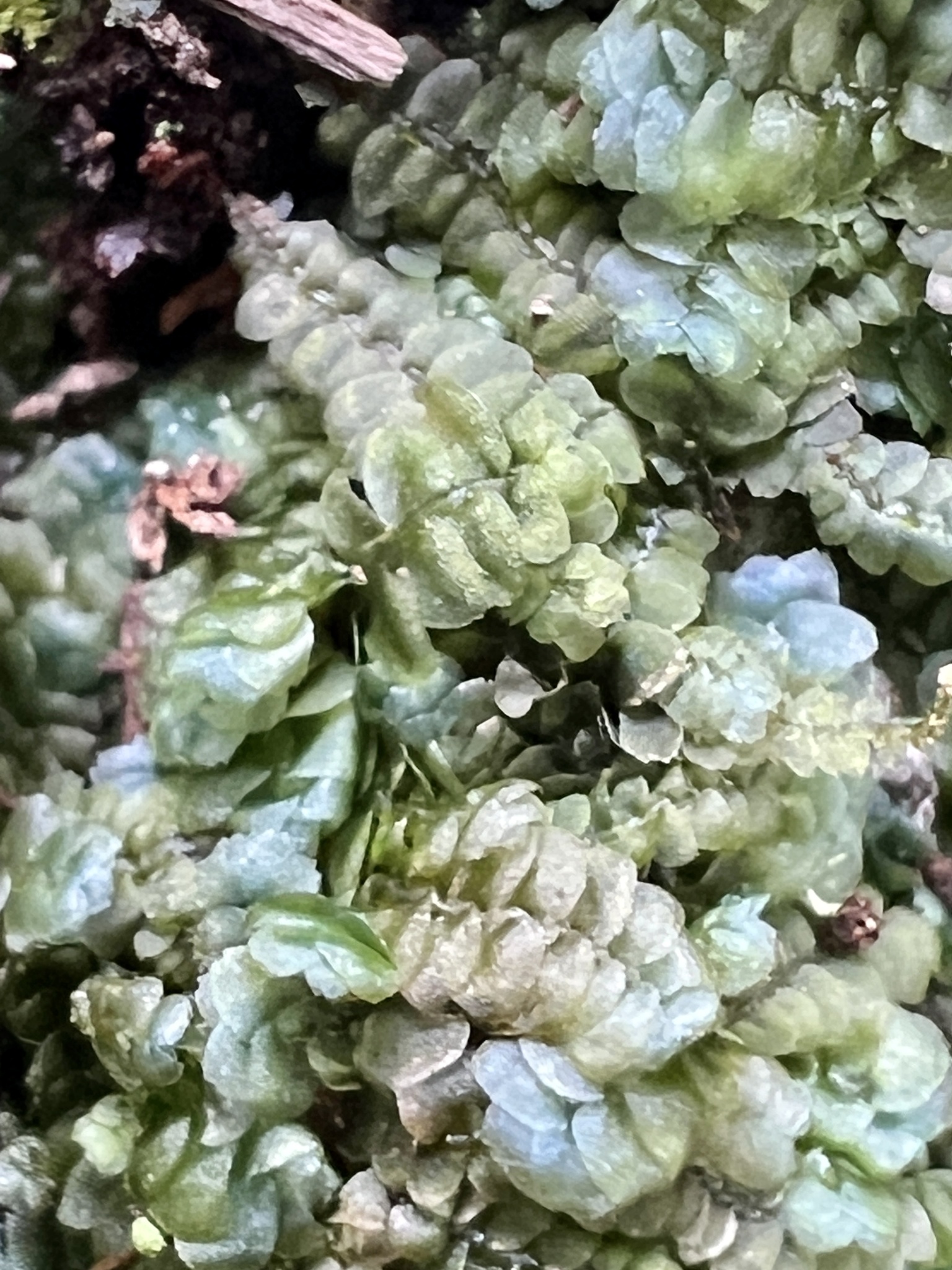 Calypogeia peruviana