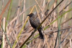 Agelaius phoeniceus californicus