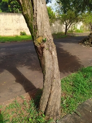 Eugenia pyriformis
