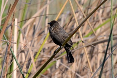 Agelaius phoeniceus californicus