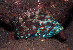 Cephalopholis sonnerati