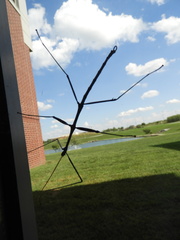 Phasmatinae