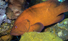 Cephalopholis sonnerati