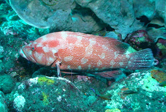 Cephalopholis sonnerati