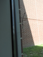 Phasmatinae
