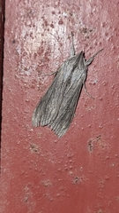 Lepidoptera