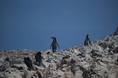 Spheniscus humboldti