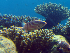 Sargocentron diadema