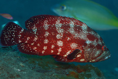 Cephalopholis sonnerati