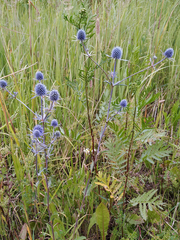 Eryngium planum