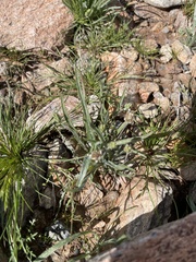 Plantago ovata