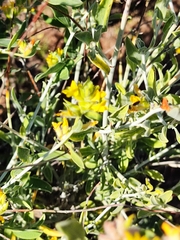 Anthyllis cytisoides