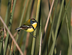 Tachuris rubrigastra