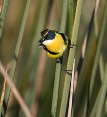 Tachuris rubrigastra