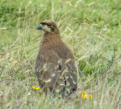 Daptrius carunculatus