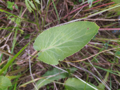 Eryngium planum