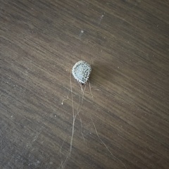 Cynoglossum officinale