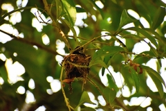 Chlorostilbon lucidus