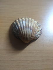Acanthocardia tuberculata