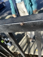 Holcostethus limbolarius