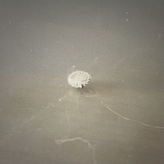 Cynoglossum officinale