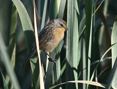 Donacospiza albifrons