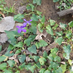 Viola missouriensis