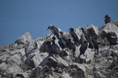 Leucocarbo bougainvillii