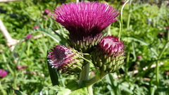 Cirsium rivulare