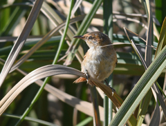 Limnoctites sulphuriferus