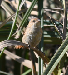 Limnoctites sulphuriferus