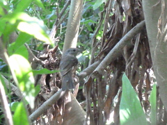 Thamnophilus caerulescens