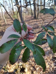 Mycosphaerella colorata