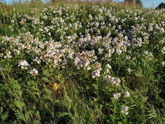 Saponaria officinalis