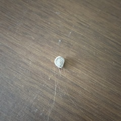 Cynoglossum officinale