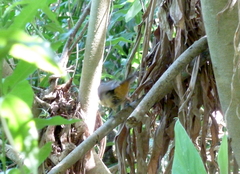 Thamnophilus caerulescens