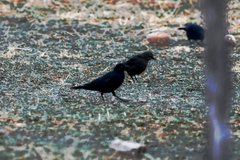 Euphagus cyanocephalus