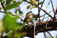 Serpophaga subcristata