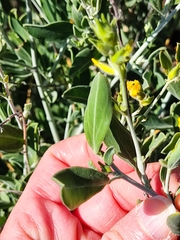 Anthyllis cytisoides