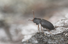 Xyletinus longitarsis