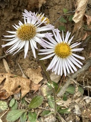 Erigeron pulchellus