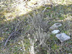Lavandula pedunculata