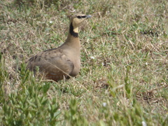 Pterocles gutturalis