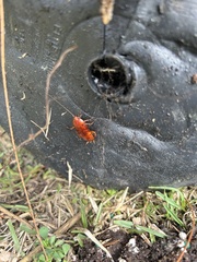 Periplaneta fuliginosa