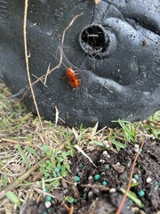 Periplaneta fuliginosa